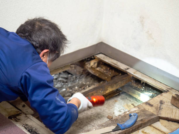 Best White Mold Remediation in Lordship, CT