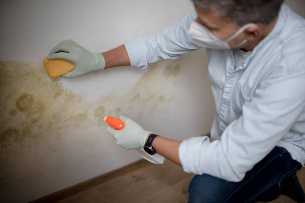 Best Mold Testing and Inspection Services in Lordship, CT
